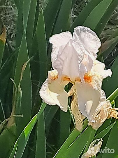 Ирис гибридный махровый