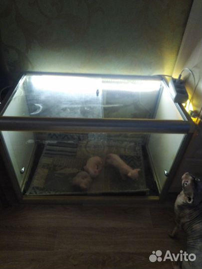 Клетка для животных