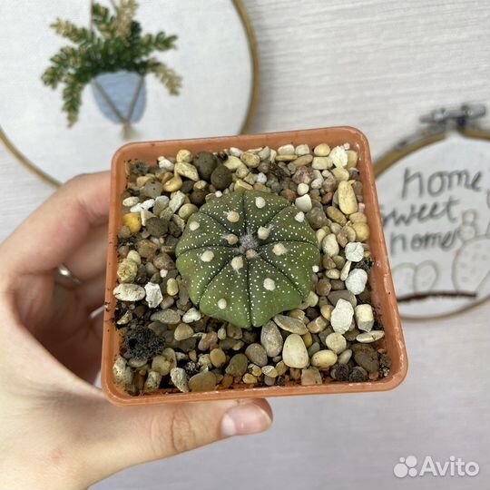 Кактусы, суккуленты почтой