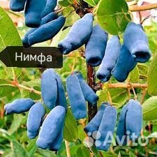 Саженцы жимолости