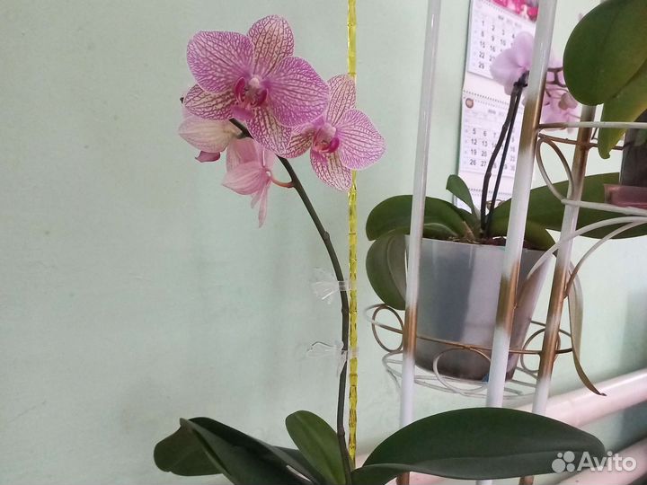 Орхидея фаленопсис