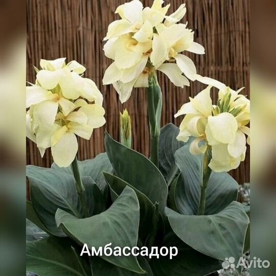 Кана в ассортименте