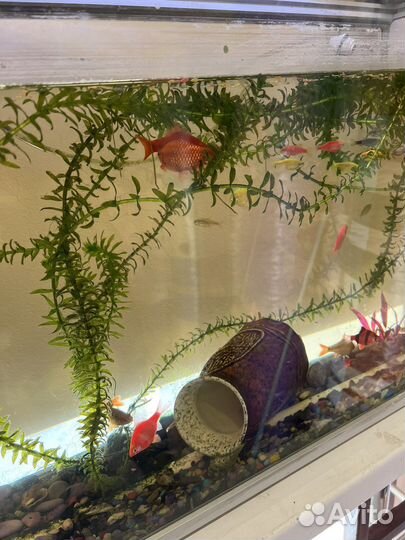Аквариум с рыбками