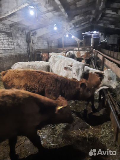 Бычки и быки