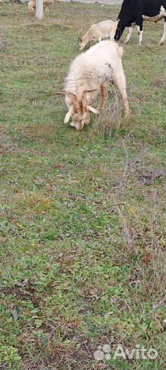 Нубийский козел