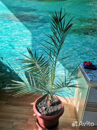 Продаётся финиковая пальма