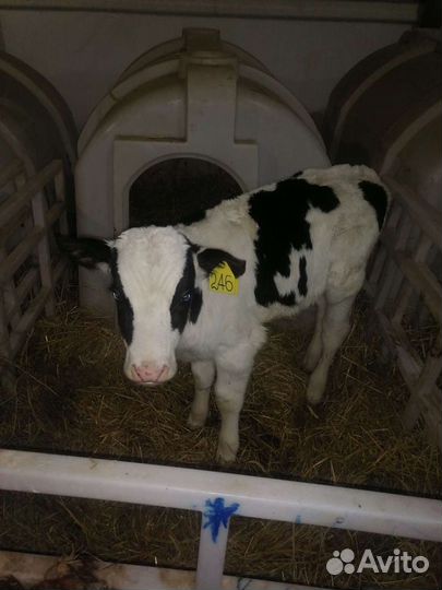 Бычки телки