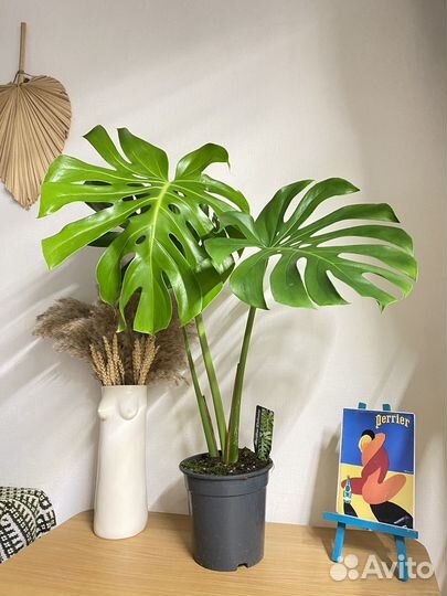 Монстера делициоза