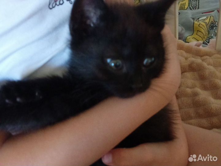 Черный котенок девочка в добрые руки