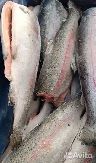 Форель и семга, Чили Турция