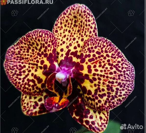 Орхидея фаленопсис жёлтый ягуар yellow leopard