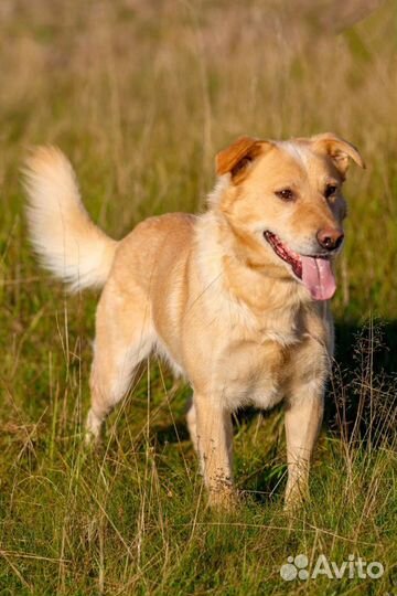 Принц в поисках хозяина