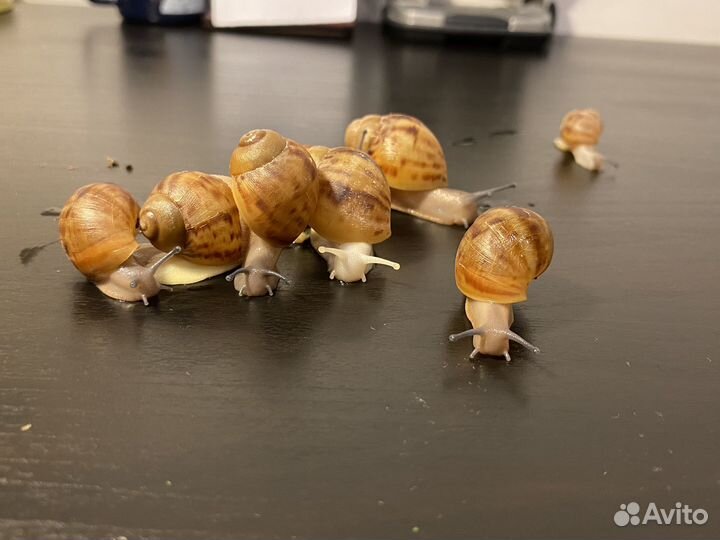 Улитки архахатины