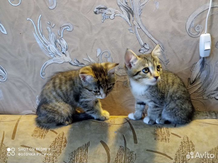 Отдам котят