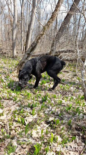 Кане Корсо вязка, или щенком