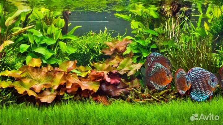 Аквариум чистка