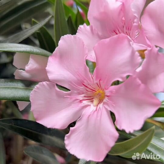 Семена Олеандра розового