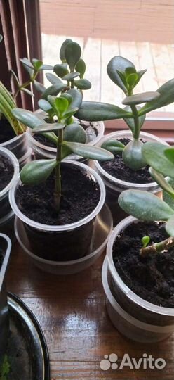 Денежное дерево толстянка