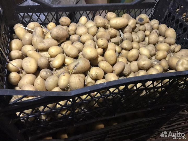 Картофель на корм скоту (сетка 30кг.)