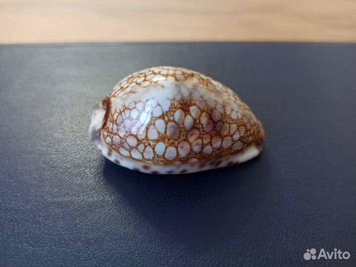 Морская раковина