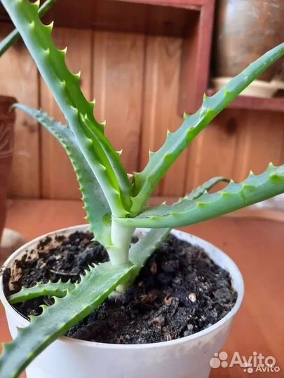 Алоэ столетник хороший подарок