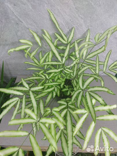 Папоротник птерис