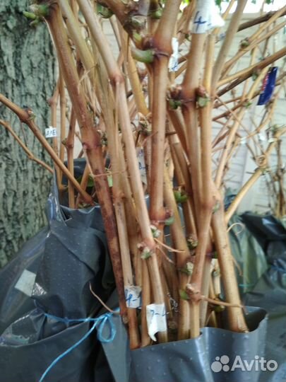 Черенки столовых и технических сортов винограда