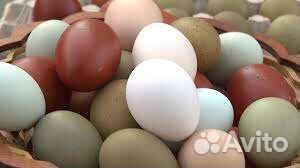 Инкубационные яйца куриц редких пород