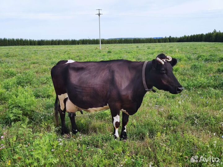 Корова дойная