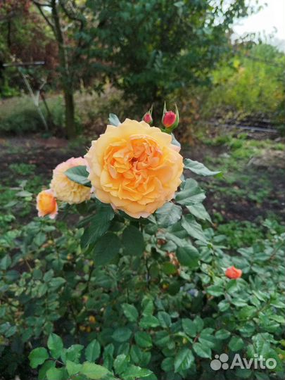 Саженцы роз