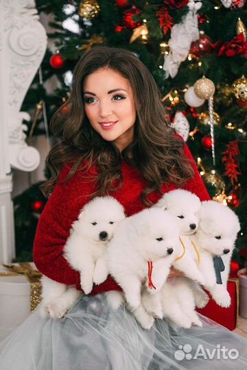 Щенки самоедской собаки для фотосессии