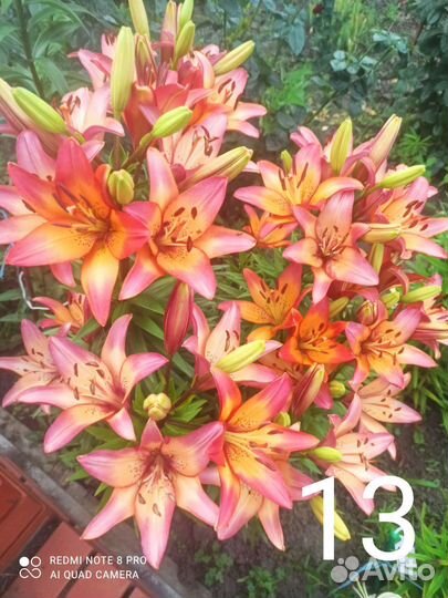 Лилии сортовые
