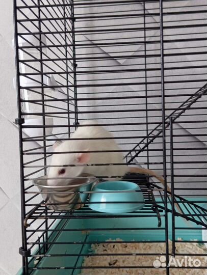 Крыса дамбо с клеткой