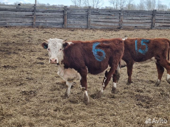 Нетель, телка