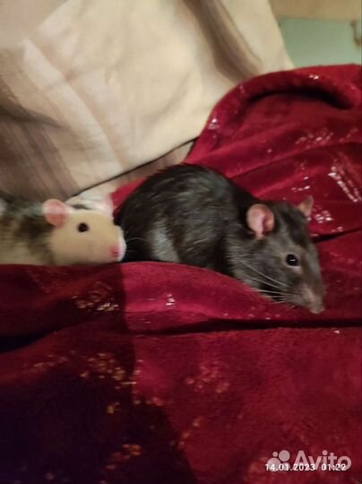 Крыса с клеткой