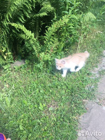 Котята мышеловы