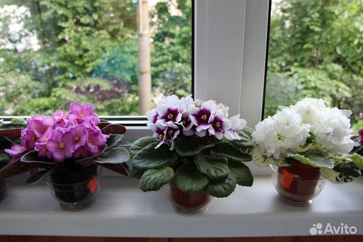 Узамбарские фиалки