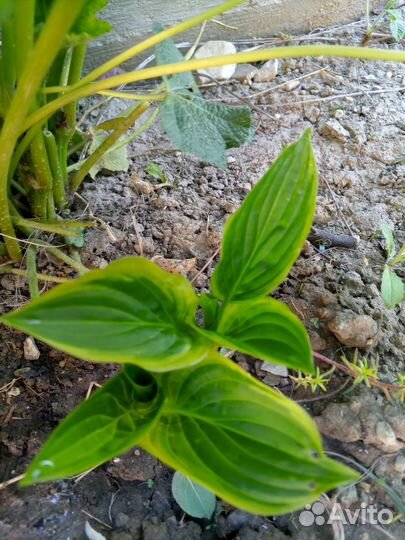 Хризантемы,хосты, ирисы и др