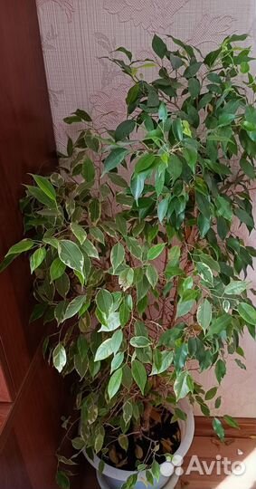Фикусы Бенджамина