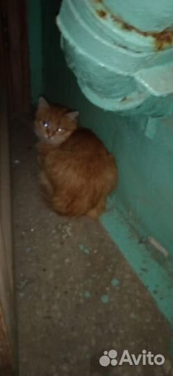 Найден Рыжик