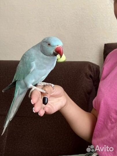 Ожереловый попугай