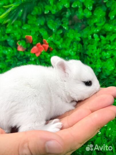 Мини карликовый кролик - нежное чудо меньше ладони