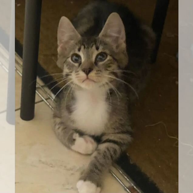 Котёнок в добрые руки