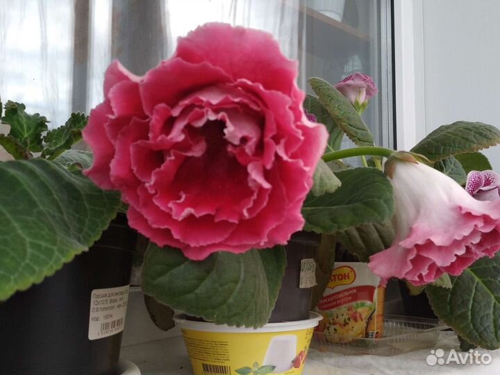 Глоксинии махровые