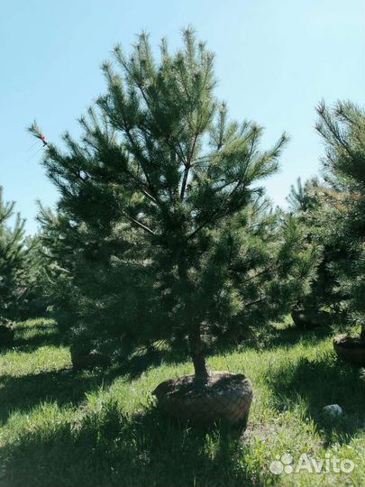 Норвежская сосна