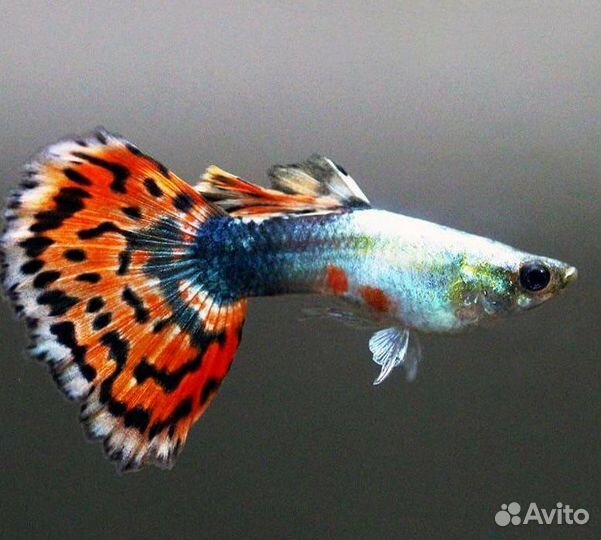 Аквариумные рыбки гуппи