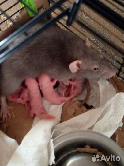 Крысята