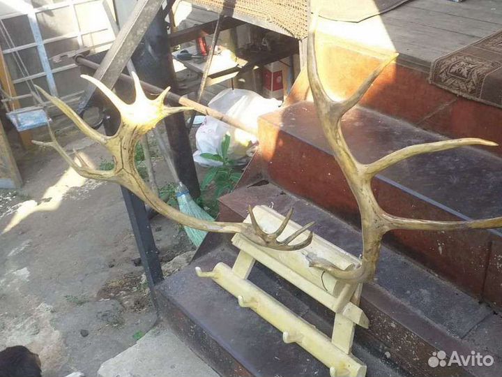 Продам рога лося