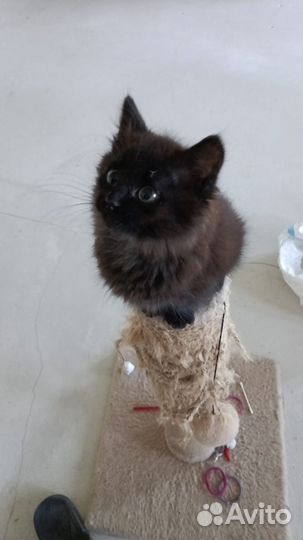 Очаровательный котенок