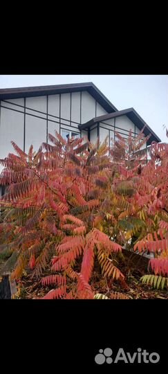 Сумах в продаже